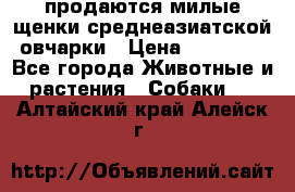 продаются милые щенки среднеазиатской овчарки › Цена ­ 30 000 - Все города Животные и растения » Собаки   . Алтайский край,Алейск г.